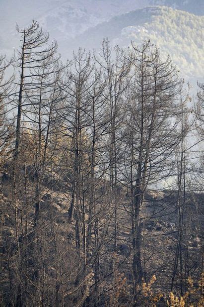 Alanya Orman Yang N Son Dakika Hektar K L Oldu Bakan Yumakl Dan