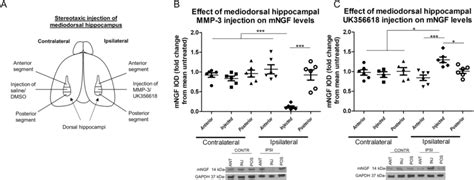 Mmp Contributes To The Proteolysis Of Mature Ngf In Vivo A To Test