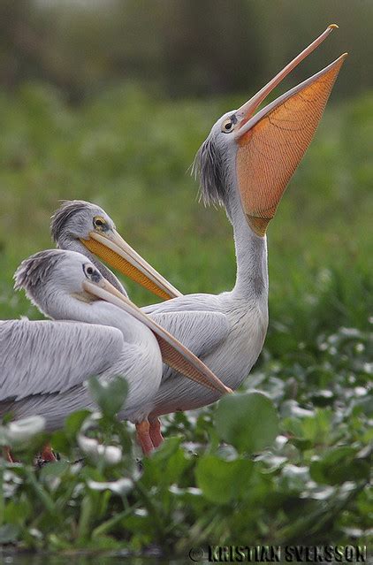 Pink Backed Pelican Pelecanus Rufescens Lutembe Victori Flickr