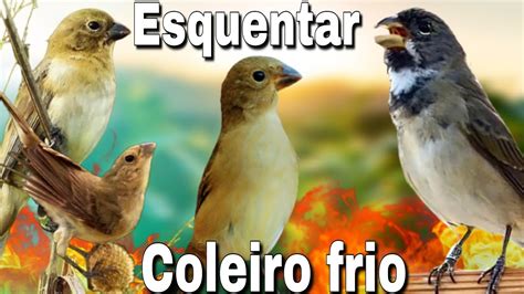 Esquentar Coleiro tui tui Piado de fêmea de coleiro Para Esquentar