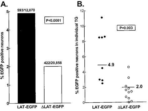 Quantitation Of Egfp Positive Neurons In Tg Of Rabbits Latently