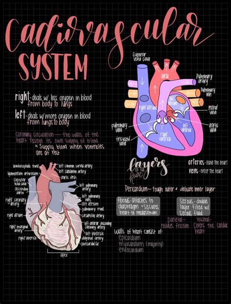 Cardiovascular System Notability Gallery