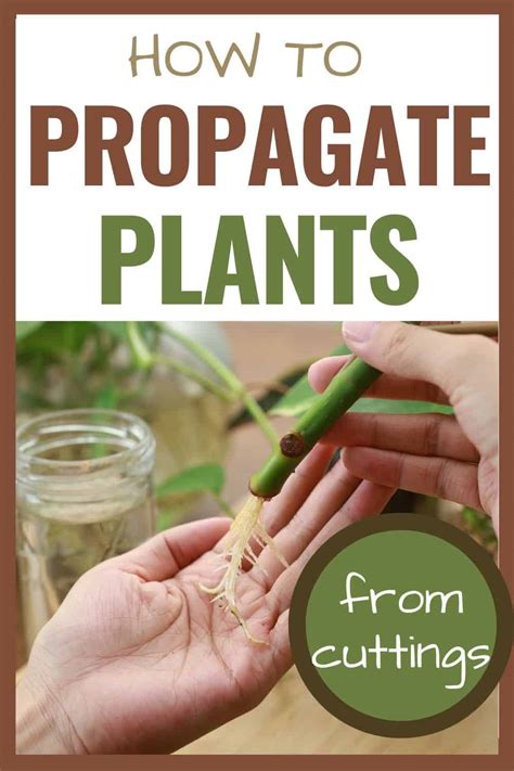 How To Propagate Plants From Cuttings Easy And Rewarding