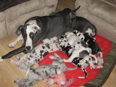 Cool Great Dane Breeders Indiana