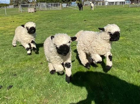 Valais Blacknose Sheep Australian Fan Club