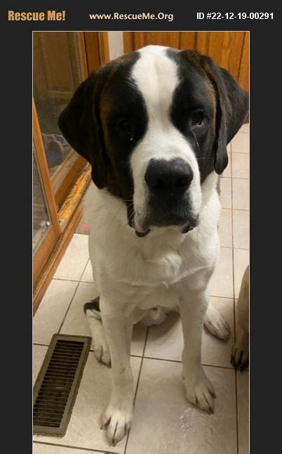 ADOPT 22121900291 Saint Bernard Rescue Strongsville OH