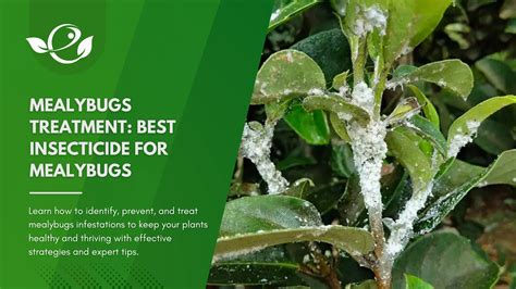 Mealybugs Treatment Best Insecticide For Mealybugs