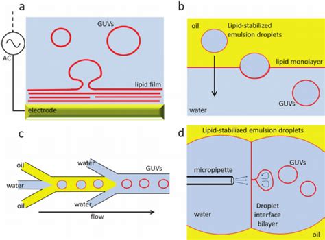 Overview Of Some Of The Guv Formation Methods A Electroformation