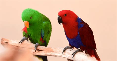 15 Different Birds That Can Talk with Pictures