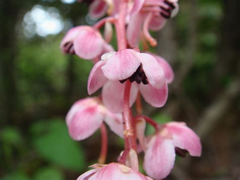 Pyrola Asarifolia Michaux Subsp Incarnata De Candolle E Haber