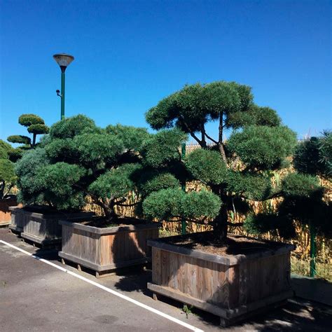 Pinus Nigra Taille En Nuage V G Tal Concept