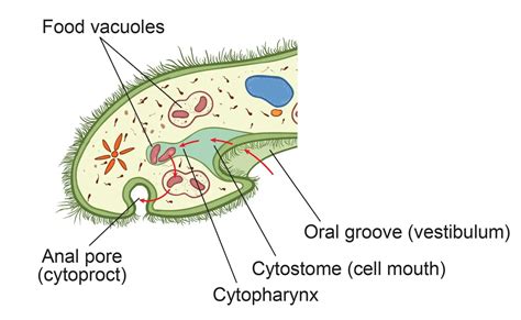 Paramecium Reproduction Physiology And Behaviors Rs Science