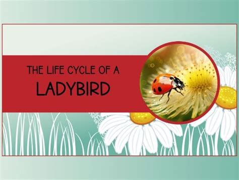 The Life Cycle of a Ladybird | Teaching Resources