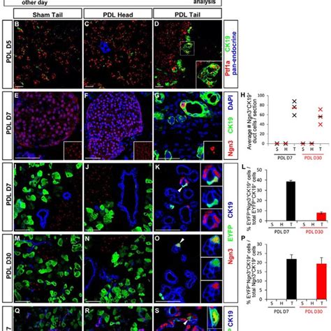 Ptf1a Lineage Labeled Insulin Cells Produced Mature Cell