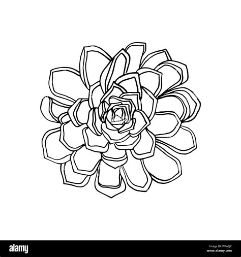 Hand Drawn Flower Succulent Floral Design Element Stock Vector Image