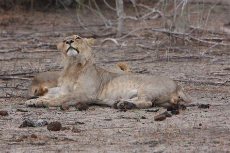 Juvenile Male Lions Chobe NP Botswana Matthew Goulding Flickr