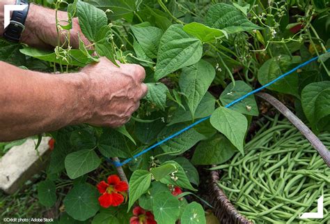 Comment Conserver Des Haricots Verts Frais Meilleur Des Mondes