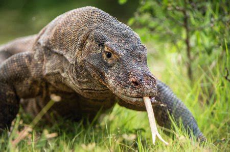 Dragón de Komodo con la lengua bifurcada olfateando aire Cierre el