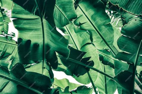 Premium Photo Green Banana Leaf Texture Background