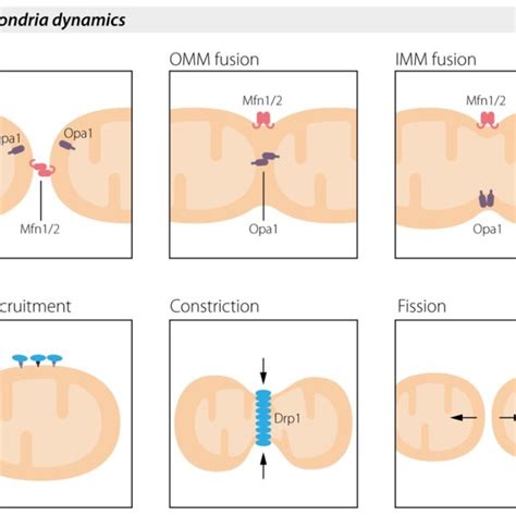 Representation Of Mitochondrial Fusion And Fission Mitofusin 1 And 2