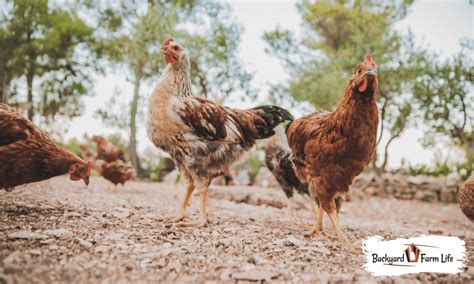 Do Free Range Chickens Need Grit And Why Backyard Farm Life