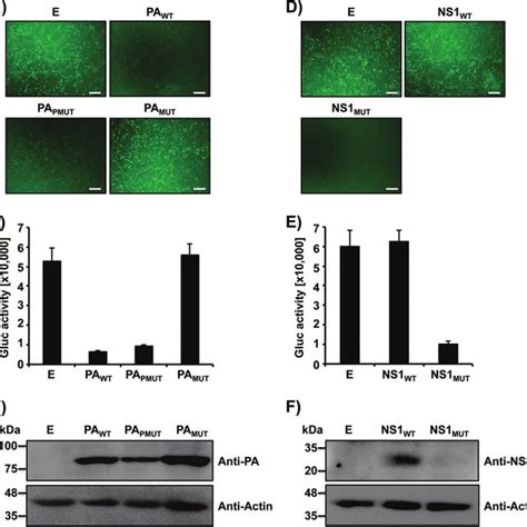 Ability Of Pa X And Ns Proteins To Block Host Protein Expression In