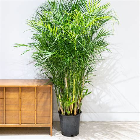 Bamboo Palm - Chamaedorea Seifrizii - House Plants Delivery Toronto ...