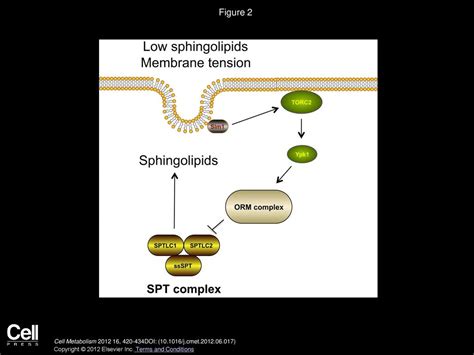 Sphingolipid Signaling In Metabolic Disorders Ppt Download