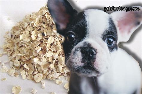 LOS PERROS PUEDEN COMER AVENA Beneficios Y Recetas