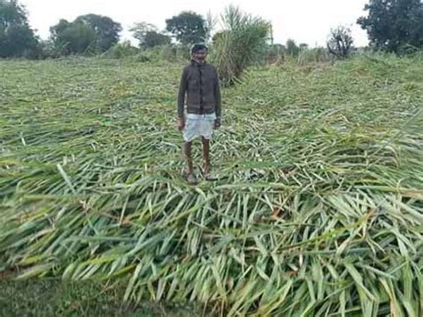 Loss Of Wheat Mustard And Other Crops Due To Rain With Winds बेमौसम