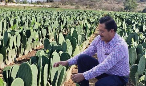 Impulsar N El Cultivo Alternativo Del Nopal Para Aminorar Sequ A