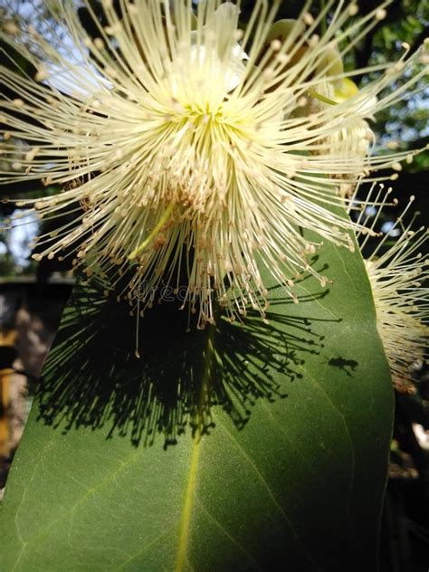 Macopa stock photo. Image of shadow, macopa, bees, nature - 113079854