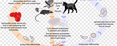 Toxoplasma Gondii Life Cycle Animation