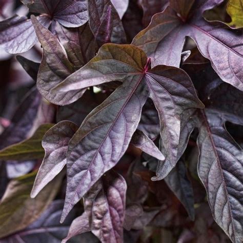 Ipomoea ‘sweet Georgia Deep Purple’ Sweet Potato Vine Sweet Potato Plant Potato Vine Plant