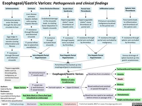 Esophageal Gastric Varices Pathogenesis And Clinical Findings Calgary Guide