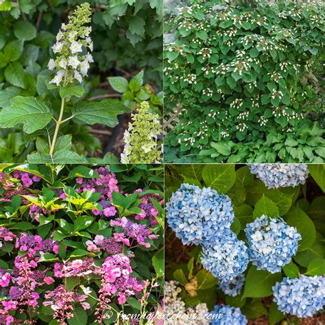 Types Of Hydrangeas And How To Identify Them