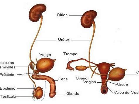 Yeso Meandro Confuso Cuales Son Las Funciones Del Sistema Urinario