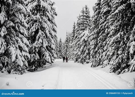 Cross Country Skiing Track In The Forest Stock Image Image Of