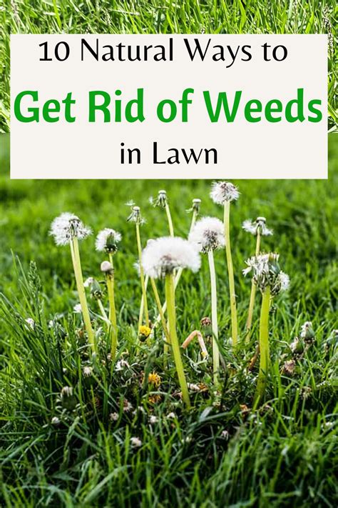 How To Get Rid Of Weeds In Grass Naturally Artofit