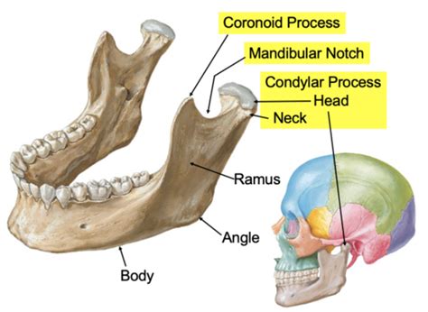 Anatomy II Infratemporal Fossa Temporomandibular Joint Flashcards