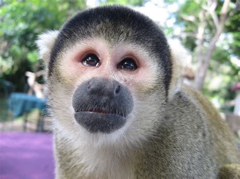 monkey widescreen backgrounds - Coolwallpapers.me!