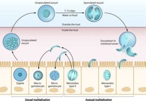 Cyclospora infections, symptoms, diagnosis, prevention, outbreak ...