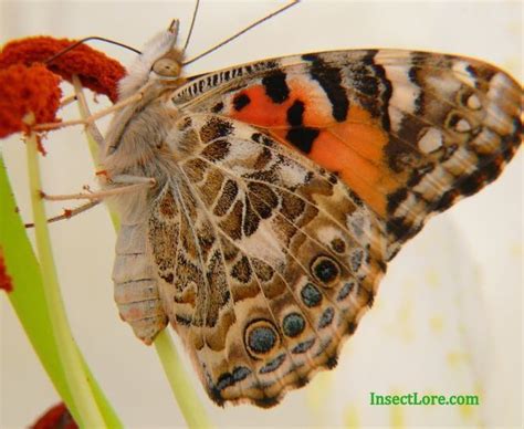 The Fascinating Feeding Habits Of Butterflies