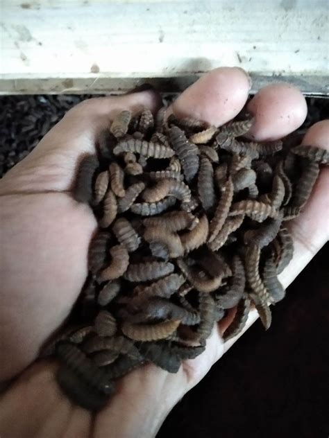 Prepupa Dan Pupa Indukan Lalat Bsf Lazada Indonesia