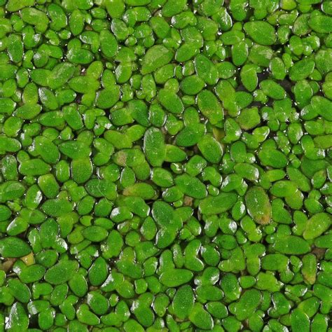 Lemna Minor Plant - Lemna Minor Freshwater Plants Aquascape Nature ...