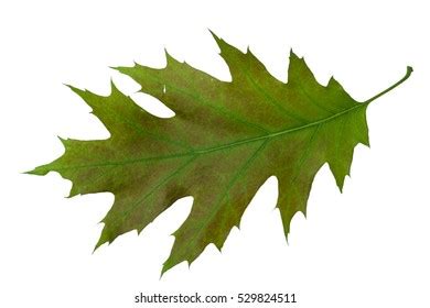 10,658 Oak Leaf Veins Images, Stock Photos & Vectors | Shutterstock