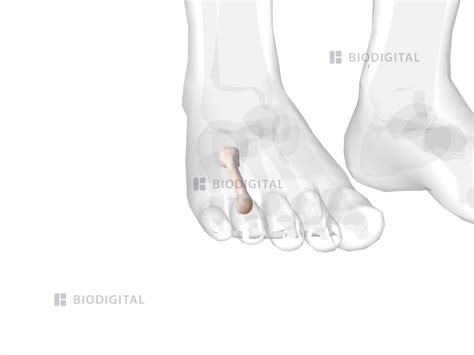 Right Fourth Metatarsal Biodigital Anatomy