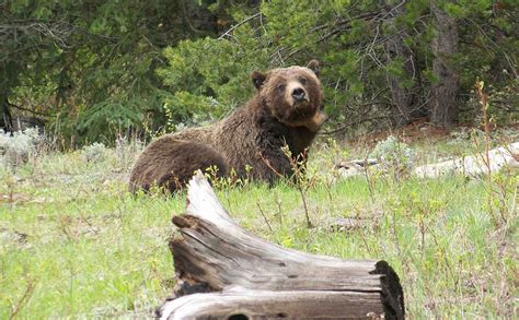 Grizzly Attacks on Record Pace in Greater Yellowstone Area | Rocky ...