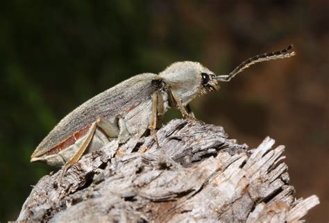 Eucnemidae Beetles Of The Cuyamaca Mountains