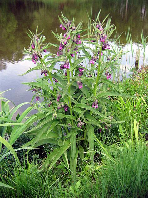 Echter Beinwell Wild Bienenfreundliche Staude F R Den Garten